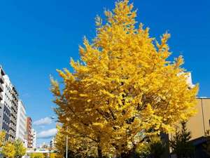 京都シティホテル：ホテル前の堀川通りにはイチョウ並木が続きます。