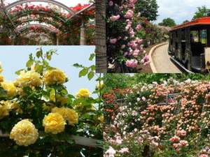�y���V�������̋G�F�R�������t�����[�Z���^�[�u�n�C�W�̑��v�I�������K�N�͈ꌩ�̉��l����ł��I