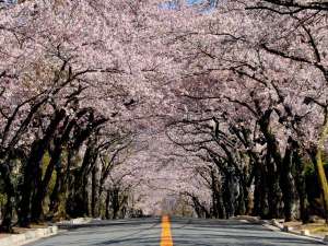 ウェルネスの森　伊東：伊豆高原桜まつり（毎年3月中旬～4月上旬）。約3ｋｍ続く桜のトンネルは、春のイチオシスポットです♪