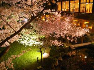 当館の庭園の桜ライトアップ