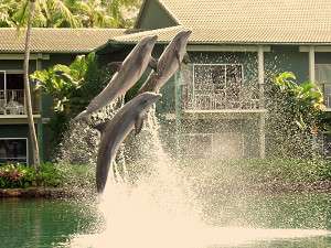 �U�@�J�n���@�z�e���A���h���]�[�g�iThe Kahala Hotel & Resort�j�F����̃��O�[���ɂ͂T���̃C���J�����܂��I�e��h���t�B���A�N�e�C�r�e�B�[�L�i�L���j