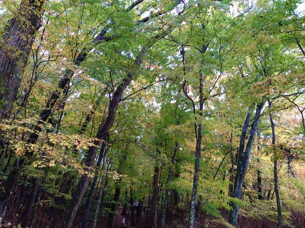 清流の森・雀地獄