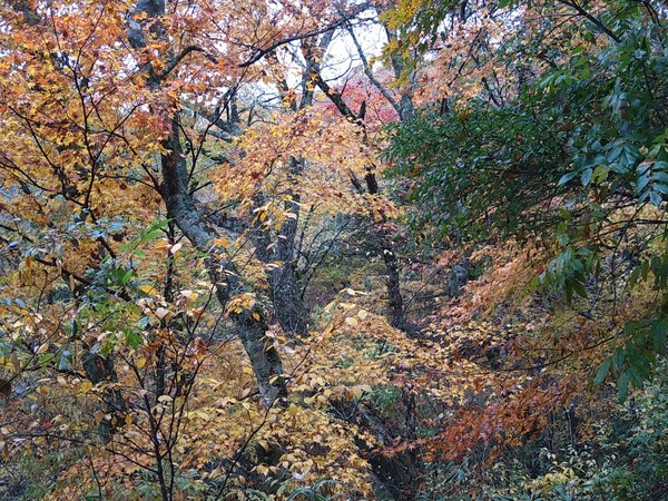 清流の森・雀地獄