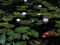 モネの池のスイレンの写真1