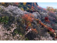 桜山まつりの写真1