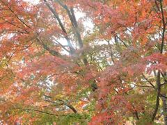 清和県民の森の紅葉の写真1