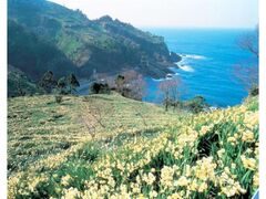 越前海岸の水仙の写真1