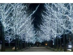 学びの森イルミネーションの写真1