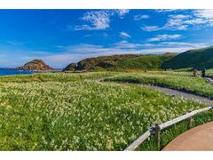 下田温泉水仙まつりの写真1