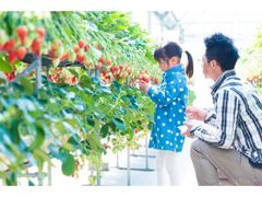 はままつフルーツパーク時之栖 イチゴ狩りの写真1
