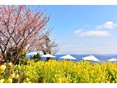 城ヶ崎 桜と菜の花の写真1