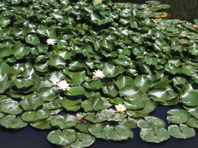 観光屋さんのスイレン(水元公園)の投稿写真1