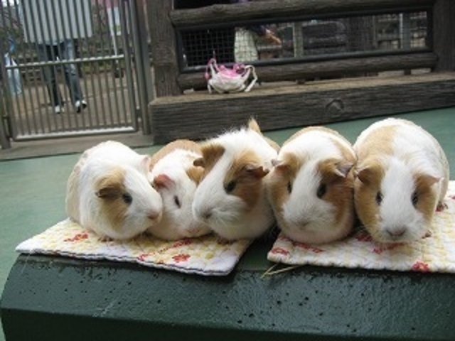 万騎が原ちびっこ動物園