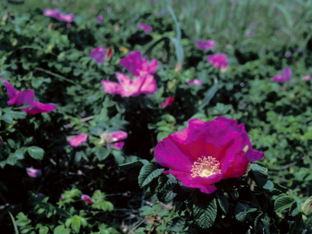 石狩市のハマナス