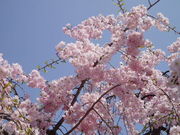 accoさんの笛吹市のモモの投稿写真1