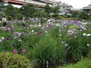 観光屋さんの花菖蒲(堀切菖蒲園)の投稿写真1