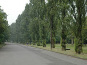 観光屋さんのポプラ並木(水元公園)の投稿写真1