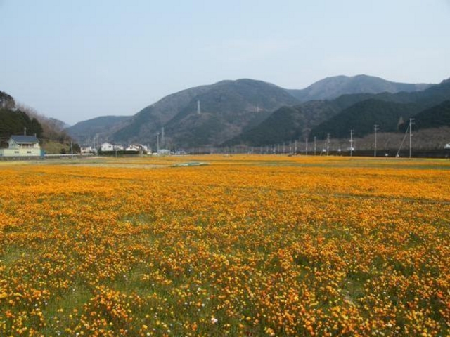 田んぼをつかった花畑