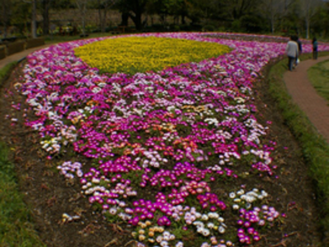 仙人さんの延岡植物園の投稿写真1