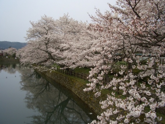 鹿野城跡の桜