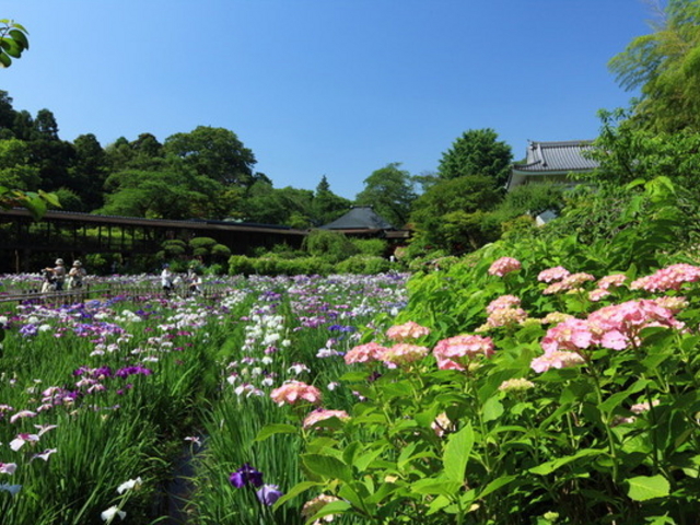 本土寺(あじさい寺)