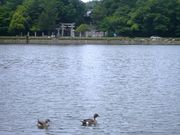 ウォーレンさんの三島池自然公園の投稿写真1
