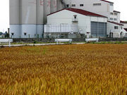 しんちゃんさんの南彩農協農産物直売所菖蒲グリーンセンターの投稿写真1