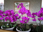 福草さんの七尾フラワーパークのと蘭ノ国の投稿写真1