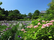 カイエンさんの本土寺(あじさい寺)の投稿写真1
