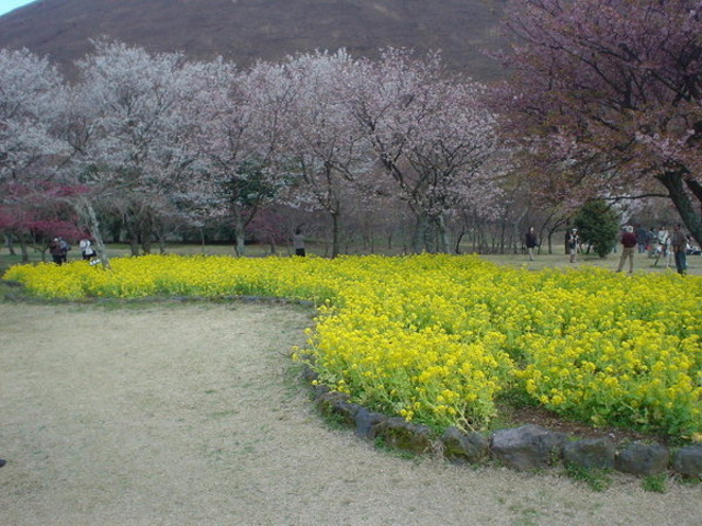 さくらの里の菜の花