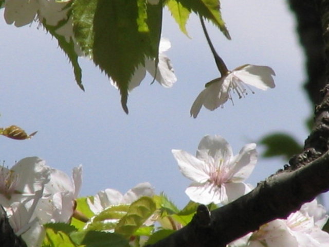 長峰山の桜