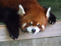 神戸市立王子動物園の写真1