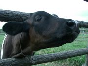 梅吉さんのぶらっとハウスの投稿写真1