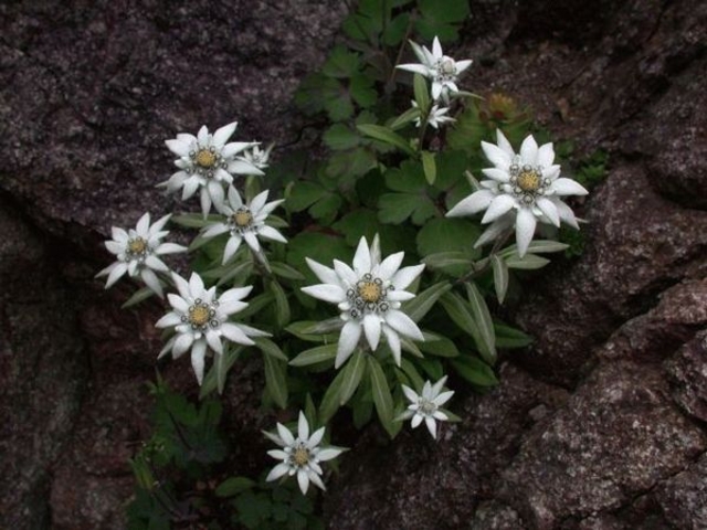 うさ金鈍さんの礼文島周遊観光コースの投稿写真1