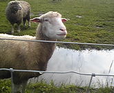 サヨリコさんの銀河庭園&みどりの牧場の投稿写真1