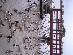 上田さんの瓢湖水きん公園への投稿写真1