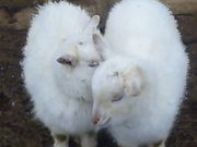 よしロイドさんの須坂市動物園の投稿写真1