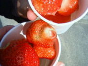 よっしーさんの観光イチゴ園の投稿写真1