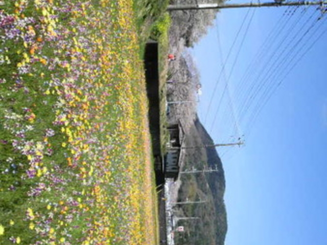 田んぼをつかった花畑