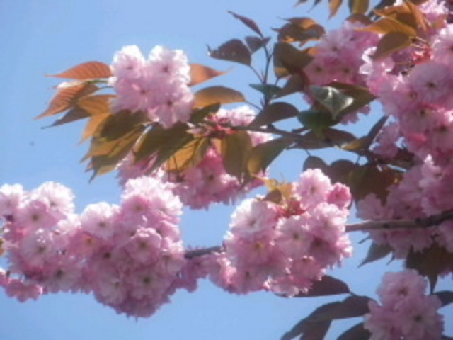 登別の桜並木