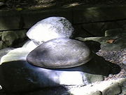 ゆいちゃんさんの彌彦神社の投稿写真1