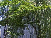 正やんさんの台東区立一葉記念館の投稿写真1