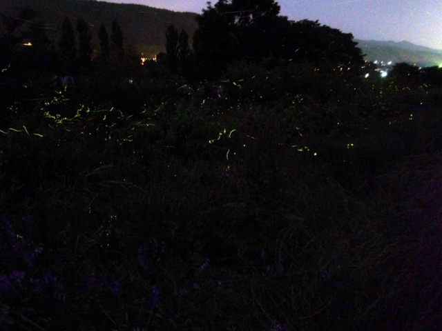 としくんさんの松尾峡(ほたる童謡公園)の投稿写真1