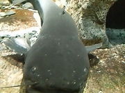 残像さんの滋賀県立琵琶湖博物館の投稿写真1