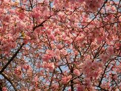 河津桜の写真1