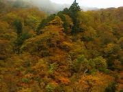 つぐみさんの天生峠の投稿写真1