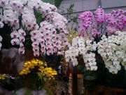 リコさんのとちぎ花センターの投稿写真1