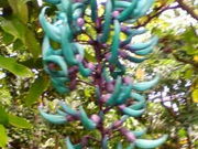 リコさんのとちぎ花センターの投稿写真1