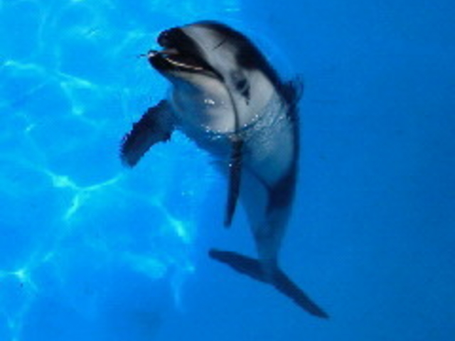 下田海中水族館
