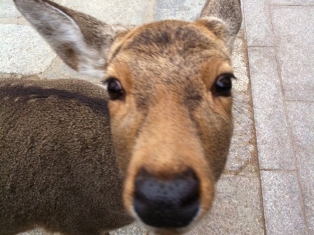 奈良公園